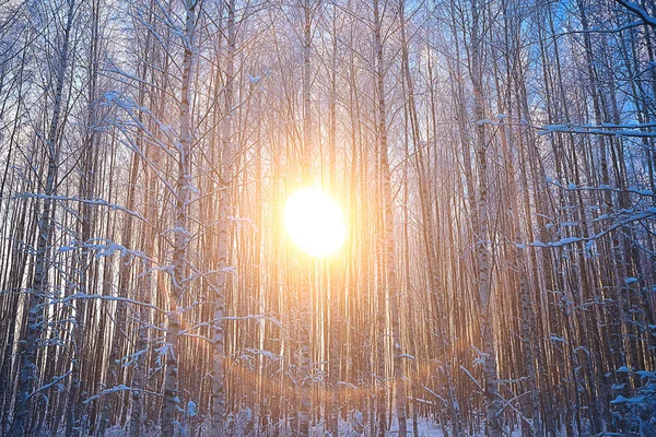 Puesta Sol Bosque Invierno Puesta Sol Febrero Parque Bosque Nieve — Foto de Stock