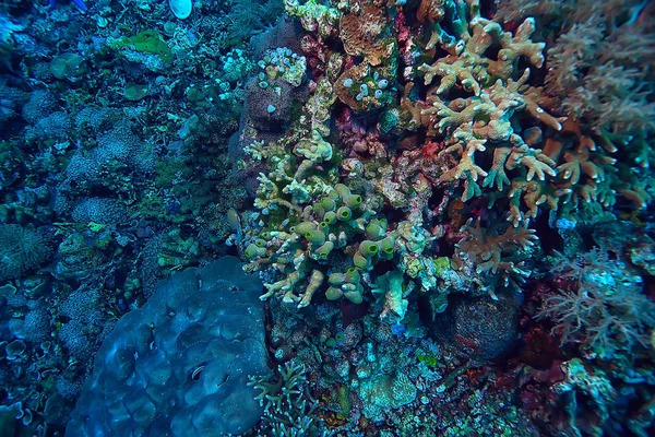 Makro Textur Des Korallenriffs Abstrakter Hintergrund Des Marinen Ökosystems Auf — Stockfoto