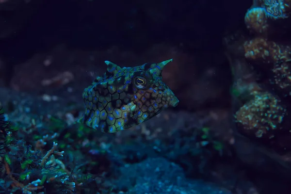 Poisson Vache Sous Marin Exotique Petit Poisson Scène Sous Marine — Photo