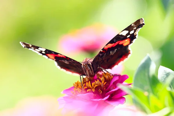 蝴蝶在花朵上 — 图库照片