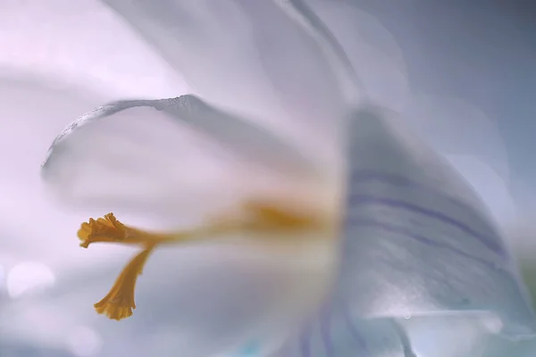 Λευκό Λουλούδι Άνοιξη Άνοιξη Αφηρημένο Φόντο Φύση Έννοια — Φωτογραφία Αρχείου