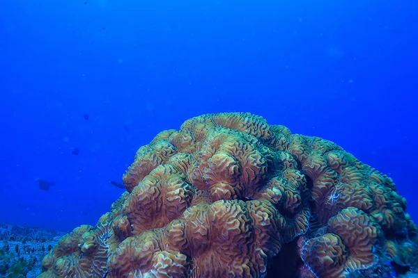Морская Экосистема Видом Море Голубой Океан Дикая Природа Море Абстрактный — стоковое фото