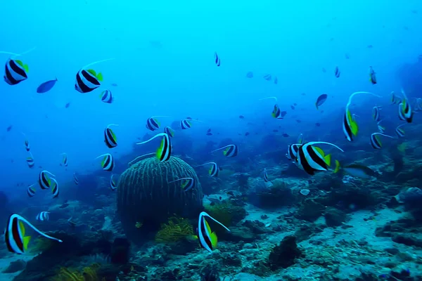 Podmořská Scéna Korálový Útes Krajina Divoká Světovém Oceánu — Stock fotografie