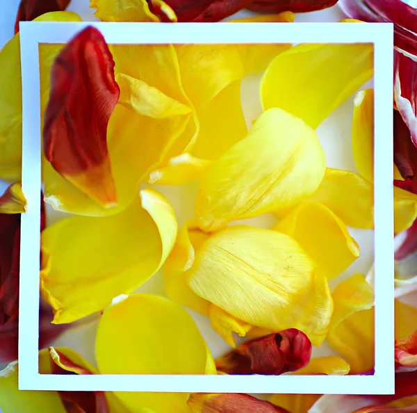 Yellow Petals Background Abstract Background Spring Flower Petals Frame — Stock Photo, Image