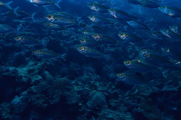 Scad Pamb Unter Wasser Meer Ökosystem Große Fischschwärme Auf Blauem — Stockfoto