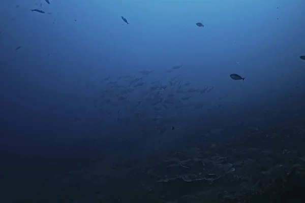 Koraal Rif Onderwater Zee Koraal Lagune Oceaan Ecosysteem — Stockfoto