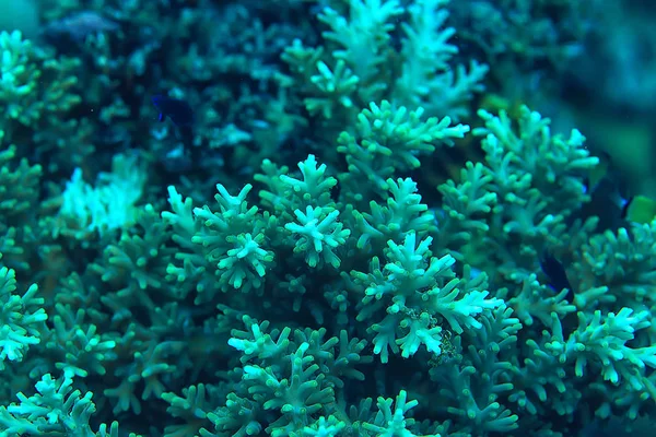 Arrecife Coral Bajo Agua Laguna Con Corales Paisaje Submarino Viaje — Foto de Stock