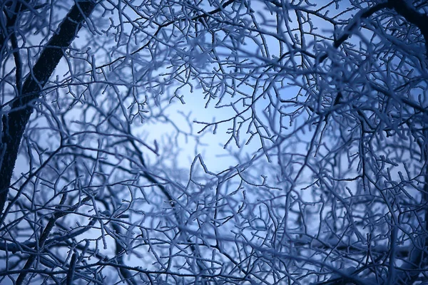Abstrato Fundo Paisagem Inverno Floresta Geada Coberto Árvore Ramos Nevado — Fotografia de Stock
