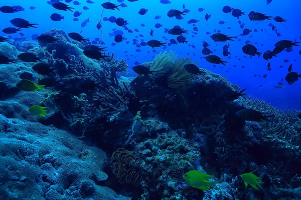 Grande Corallo Ramificato Gorgonese Sulla Barriera Corallina Mare Vita Sottomarina — Foto Stock