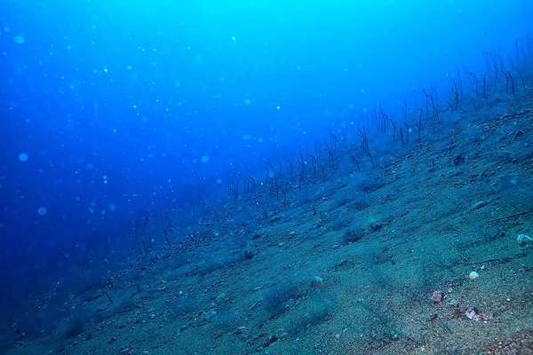 Під Водою Океан Пейзаж Підводний Світ Сцена Синього Ідилія Природа — стокове фото