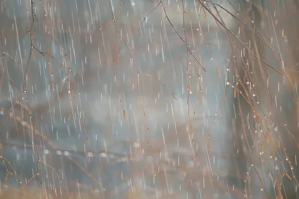 Höst Landskap Regnig Dag Stads Park Gula Träd Regnet — Stockfoto