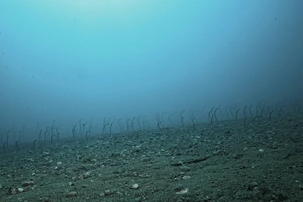 Морські Вугрі Під Водою Садові Вугрі Морські Змії Дикі Тварини — стокове фото