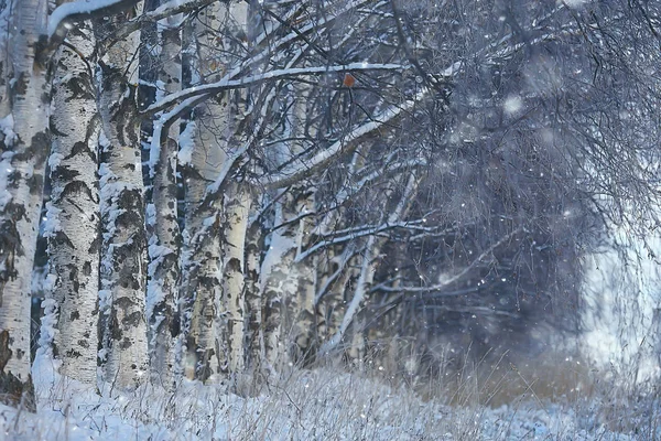 winter landscape in the forest / snowy weather in January, beautiful landscape in the snowy forest, a trip to the north