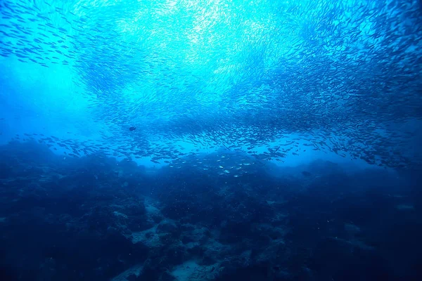 Scad Jamb Під Водою Морською Екосистемою Велика Школа Риб Синьому — стокове фото