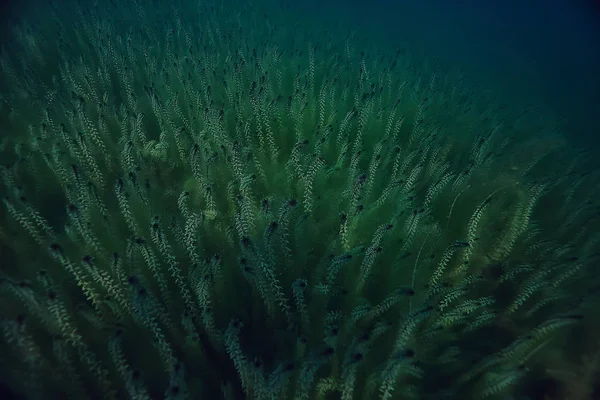 See Unterwasserlandschaft Abstrakt Blaues Transparentes Wasser Öko Naturschutz Unter Wasser — Stockfoto