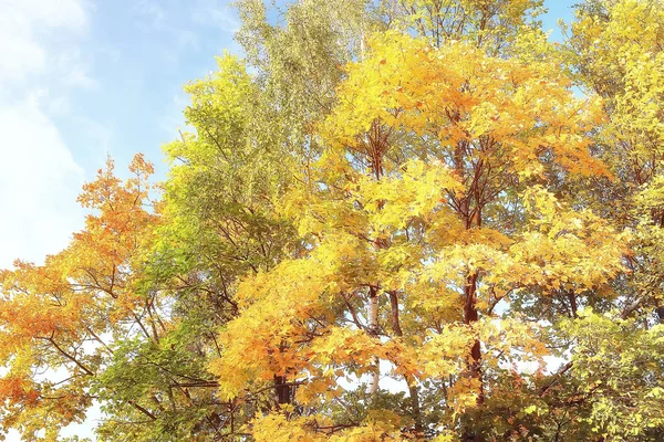 Autunno Paesaggio Sfondo Con Foglie Gialle Soleggiato Giorno Autunno Raggi — Foto Stock