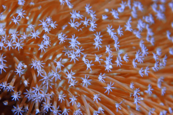 Barriera Corallina Subacquea Laguna Con Coralli Paesaggio Subacqueo Gita Snorkeling — Foto Stock