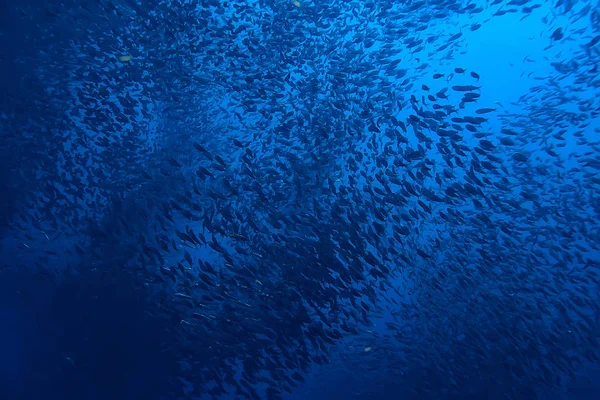 Scad Pamb Unter Wasser Meer Ökosystem Große Fischschwärme Auf Blauem — Stockfoto