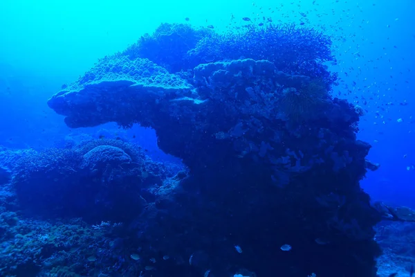 在海洋中的珊瑚礁 海景水下生物中的大分枝珊瑚 — 图库照片