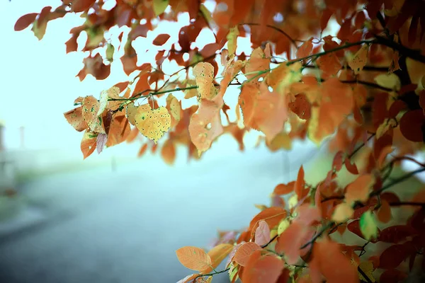 Fall Natte Bladeren Achtergrond Herfst Achtergrond Gele Bladeren Gedaald Van — Stockfoto