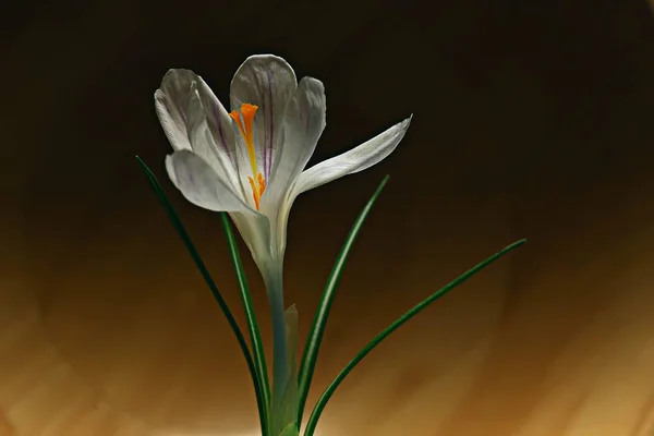 White Crocus Spring Flower Spring Abstract Background Nature Concept — Stock Photo, Image