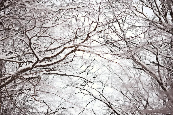 Paysage Hivernal Dans Forêt Temps Neigeux Janvier Beau Paysage Dans — Photo