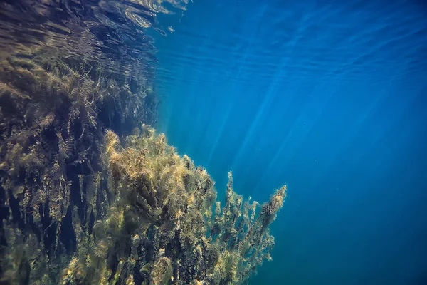 水没した木は水中 湖の新鮮なジャングル水生態学美しい風景を浸水 — ストック写真