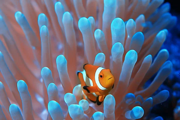 Clown Fish Coral Reef Makro Podwodne Sceny Widok Ryb Koralowych — Zdjęcie stockowe