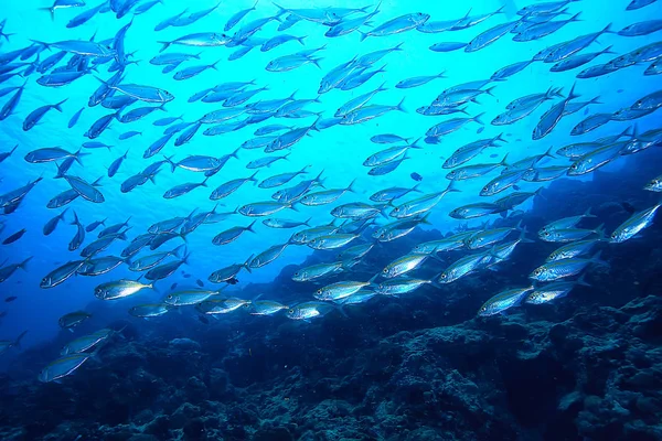 Scad Jamb Water Sea Ecosystem Large School Fish Blue Background — Stock Photo, Image