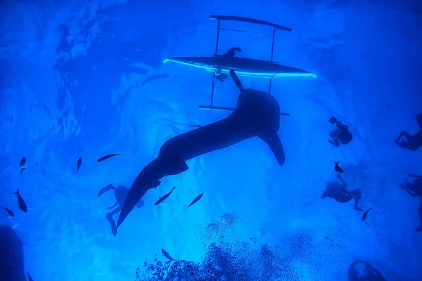 Paesaggio Scena Squalo Balena Astratto Subacqueo Grande Pesce Mare Avventura — Foto Stock