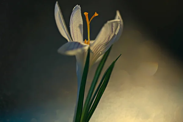 white crocus spring flower, spring abstract background, nature concept