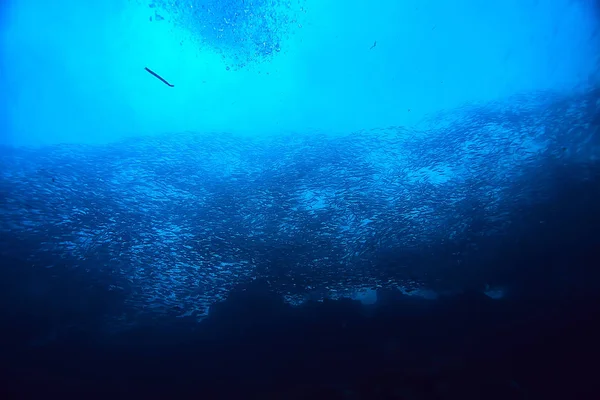 Duiken Het Water Zee Scene Rust Oceaan Wildlife Underwater — Stockfoto