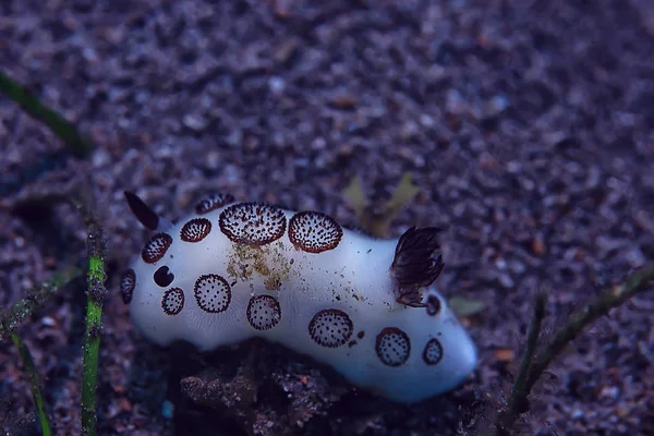 Altında Nudibranch Molusk Sualtı Fotoğraf Deniz Makro — Stok fotoğraf