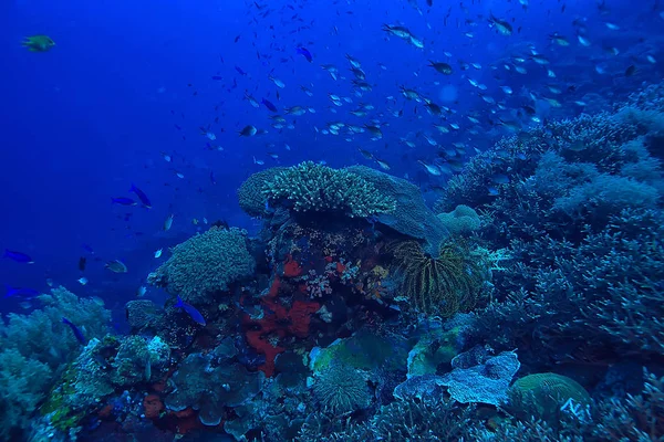 Кораловий Риф Під Водою Морська Коралова Лагуна Океанічна Екосистема — стокове фото