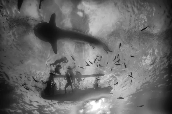 Schnorcheln Walhai Philippinen Tauchen Mit Haien Unterwasserszene — Stockfoto