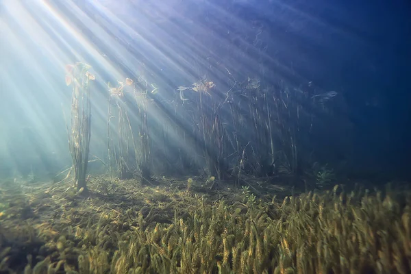 Promienie Słońce Ekosystemu Krajobraz Podwodne Roślina Rzeka Streszczenie Świeży — Zdjęcie stockowe