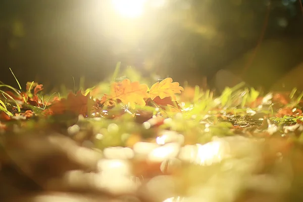 秋天风景背景与黄叶或阳光明媚的秋天天 太阳的光芒在日落在一个美丽的黄色森林 — 图库照片
