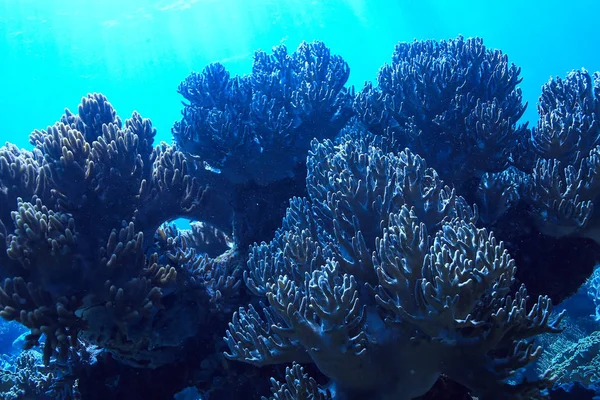Coral Reef Underwater Lagoon Corals Underwater Landscape Snorkeling Trip — Stock Photo, Image
