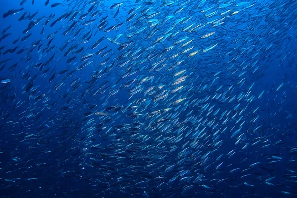 Scad Jamb Sotto Ecosistema Acqua Mare Grande Scuola Pesci Sfondo — Foto Stock