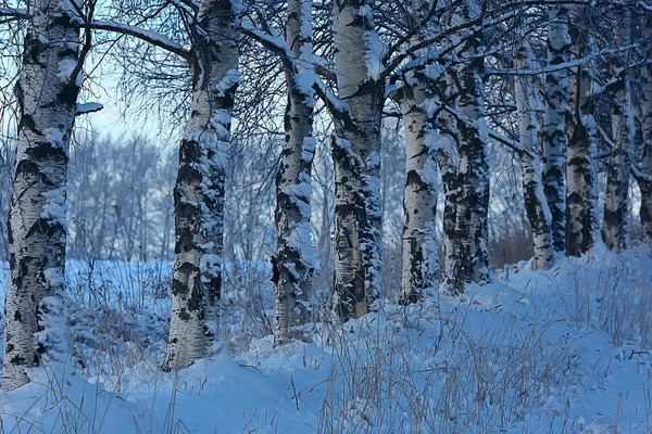 Paesaggio Invernale Nella Foresta Tempo Nevoso Gennaio Bellissimo Paesaggio Nella — Foto Stock