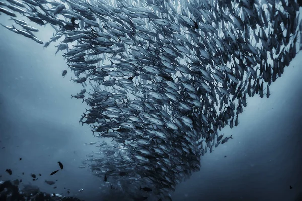 黑白鱼群 水下自然海报设计 — 图库照片
