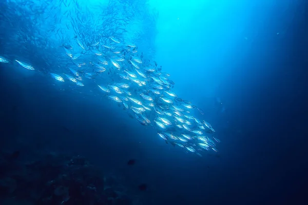 Πολλά Μικρά Ψάρια Στη Θάλασσα Κάτω Από Την Αποικία Νερού — Φωτογραφία Αρχείου