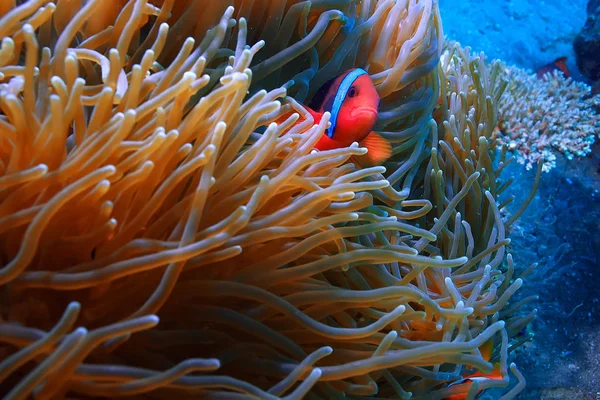 Korall Rev Undervattens Lagun Med Koraller Undervattens Landskap Snorkling Resa — Stockfoto