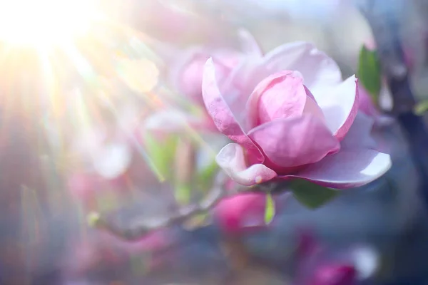 Magnolienblüte Frühlingsgarten Schöne Blumen Frühling Hintergrund Rosa Blumen — Stockfoto