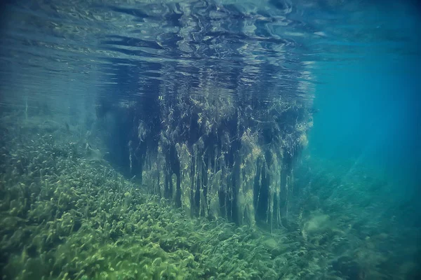 Mangroves Sualtı Peyzaj Arka Plan Soyut Çalılar Ağaçlar Şeffaf Doğa — Stok fotoğraf