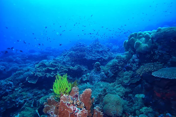 Unterwasserschwamm Meereslebewesen Korallenriff Unterwasserszene Abstrakte Meereslandschaft Mit Schwamm — Stockfoto