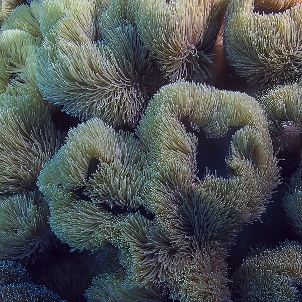 Κοραλλιογενή Ύφαλο Μακρο Υφή Αφηρημένο Θαλάσσιο Οικοσύστημα Φόντο Κοραλλιογενή Ύφαλο — Φωτογραφία Αρχείου