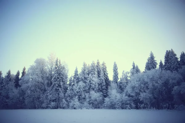 Paisaje Invernal Bosque Clima Nevado Enero Hermoso Paisaje Bosque Nevado — Foto de Stock