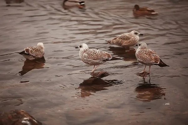 Wintering Birds Bird Flock Winter Lake Wild Birds Winter Lake — Stock Photo, Image