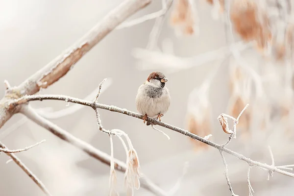 Wintering Birds Bird Flock Winter Lake Wild Birds Winter Lake — ストック写真